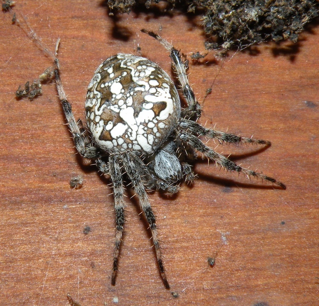 Araneus diadematus - Moriago della Battaglia (TV)